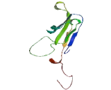 Cluster Of Differentiation 19 (CD19)