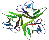 Cluster Of Differentiation 40 Ligand (CD40L)