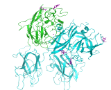 Coagulation Factor VI (F6)