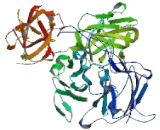 Coagulation Factor VIII (F8)