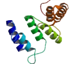 Coagulation Factor VIII Associated Protein 1 (F8A1)