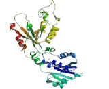 Coenzyme A Synthase (COASY)