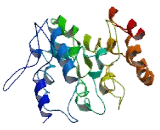 Coiled Coil Domain Containing Protein 135 (CCD<b>C135</b>)