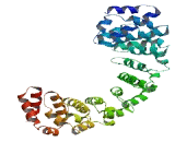 Coiled Coil Domain Containing Protein 138 (CCD<b>C138</b>)