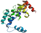 Coiled Coil Domain Containing Protein 144 N-Terminal Like Protein (CCD<b>C144</b>NL)