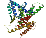 Coiled Coil Domain Containing Protein 146 (CCD<b>C146</b>)