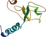 Collagen Type I Alpha 2 (COL1a2)