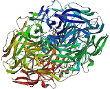 Collagen Type IV Alpha 1 (COL4a1)