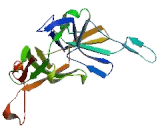 Collagen Type IV Alpha 5 (COL4a5)