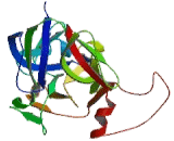 Collagen Type IV Alpha 6 (COL4a6)