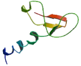 Collagen Type V Alpha 1 (COL5a1)