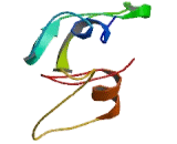 Collagen Type V Alpha 2 (COL5a2)