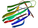 Collagen Type VIII Alpha 2 (COL8a2)