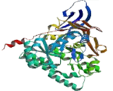 Collapsin Response Mediator Protein 1 (CRMP1)