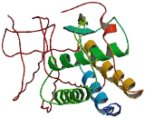 Colony Stimulating Factor 1, Macrophage (MCSF)