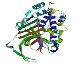 Complement 1 Inhibitor (C1INH)