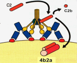 Complement C3 Convertase (C3 Convertase)