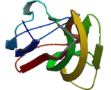 Complement Component 1, Q Subcomponent Like Protein 4 (C1qL4)