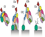 Complement Component 3c (C3c)