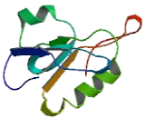 Complement Component 5a Receptor 1 (C5aR1)