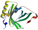 Complement Component 8g (C8g)