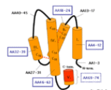 Complement Component 5a (C5a)