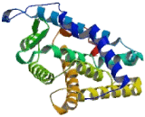 Constitutive Androstane Receptor (CAR)