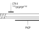 Cross Linked C-Telopeptide Of Type II Collagen (CTXII)