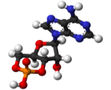 Cyclic Adenosine Monophosphate (cAMP)