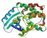 Cyclin Dependent Kinase 2 (CDK2)