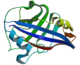 Cyclophilin A (CYPA)