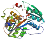 Cystathionine Beta Synthase (CbS)