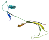 Cystatin C (Cys-C)