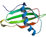 Cystatin B (CSTB)