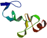 Cysteine And Glycine Rich Protein 3 (CSRP3)