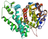 Cytochrome P450 1B1 (CYP1B1)