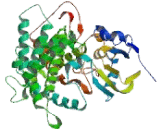 Cytochrome P450 26A1 (CYP26A1)