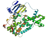 Cytochrome P450 2B6 (CYP2B6)