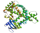 Cytochrome P450 2E1 (CYP2E1)