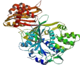 Cytochrome P450 Reductase (CPR)