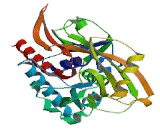 D-Aspartate Oxidase (DDO)