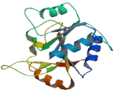 DEAH Box Polypeptide 32 (DHX32)
