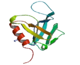 Dedicator Of Cytokinesis 10 (DOCK10)