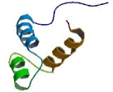 Delta Like Protein 4 (dLL4)