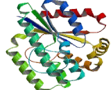 Deoxycytidine Kinase (DCK)