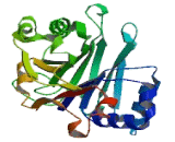 Deoxyribonuclease I Like Protein 2 (DNASE1L2)