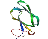 Dihydrolipoyl Transacetylase (DLAT)