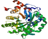 Dihydroorotate Dehydrogenase (DHODH)