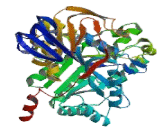 Dihydropyrimidinase Like Protein 2 (DPYSL2)