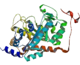 Dipeptidase 1, Renal (DPEP1)